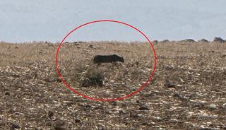 Bu kez Şırnak'ta g&ouml;r&uuml;nt&uuml;lendi!