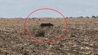 Bu kez Şırnak'ta görüntülendi! Görüldüğü yerlerde vatandaşlarımız bilgilendirilmeli