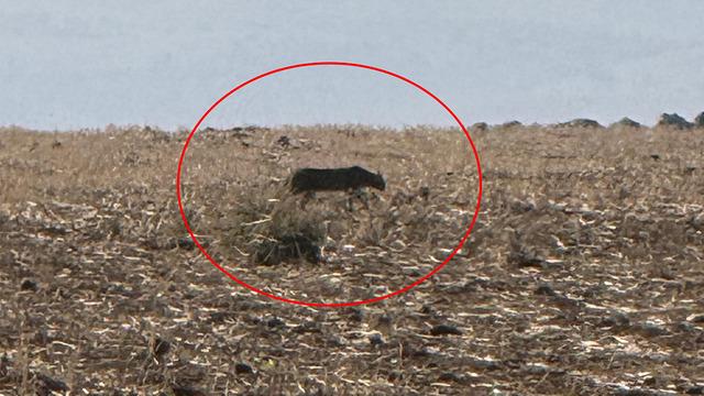 Bu kez Şırnak'ta görüntülendi! Görüldüğü yerlerde vatandaşlarımız bilgilendirilmeli