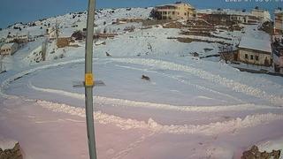 Vaşaklar ile kurtlar arasındaki kovalamaca kamerada