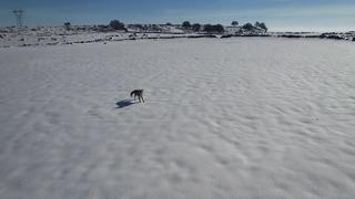 Tilki ile dronun eğlenceli mücadelesi kameraya yansıdı