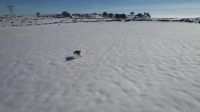 Tilki ile dronun eğlenceli mücadelesi kameraya yansıdı