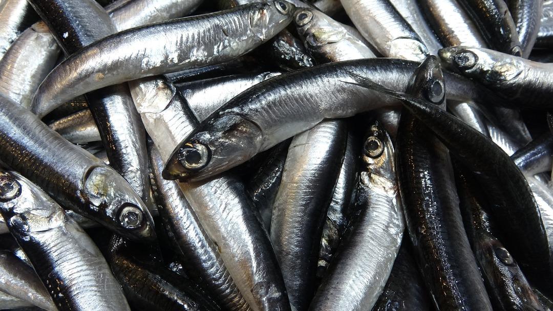 Türkiye nin hamsi ihracatında Avrupa ülkeleri ilk sırada 1