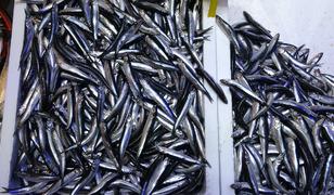 T&uuml;rkiye'nin hamsi ihracatında Avrupa &uuml;lkeleri ilk sırada