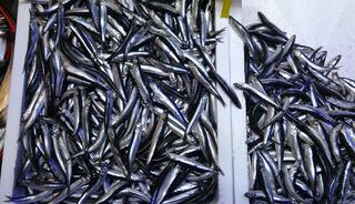 T&uuml;rkiye'nin hamsi ihracatında Avrupa &uuml;lkeleri ilk sırada