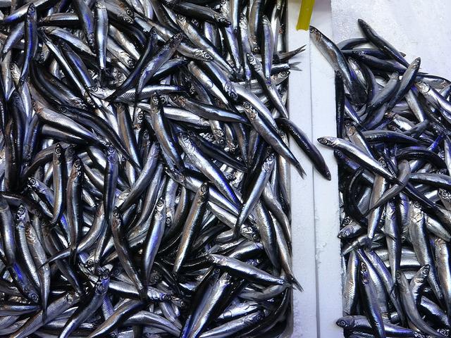 T&uuml;rkiye'nin hamsi ihracatında Avrupa &uuml;lkeleri ilk sırada