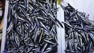 Türkiye'nin hamsi ihracatında Avrupa ülkeleri ilk sırada