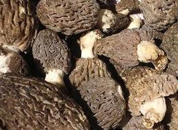 Kuzugöbeği mantarı geçim kaynağı oldu