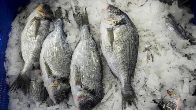 Su ürünleri 2025'te rekor ihracata ulaştı