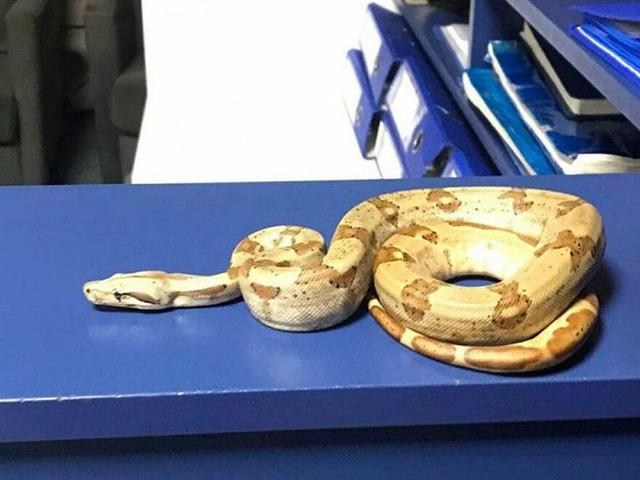 O şehirde inanılmaz olay! Kafeden mısır yılanı &ccedil;ıktı