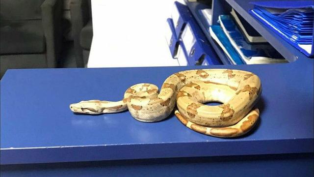 İzmir'de 'yok artık' dedirten olay! Kafede mısır yılanı besliyormuş