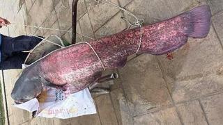 30 kilo ağırlığında! Gören telefonuna sarıldı: Tam bir 'acemi şansı'