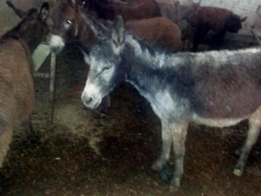 Vatandaşa bunu yedireceklerdi