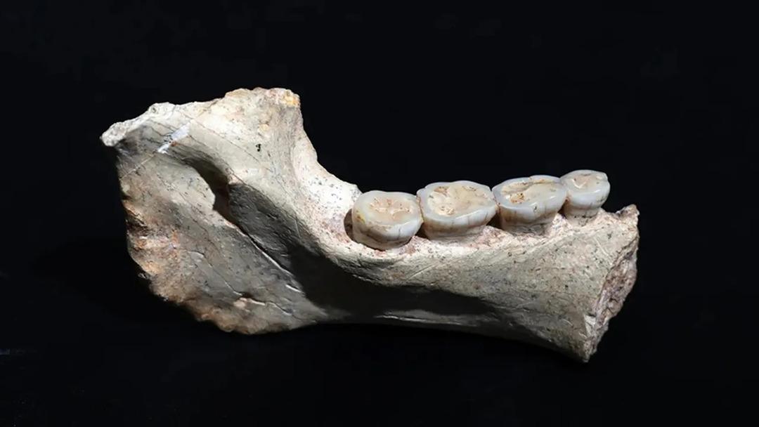 Şaşırtan keşif! Altından tarih çıktı: 773 bin yıllık insan fosili bulundu 2