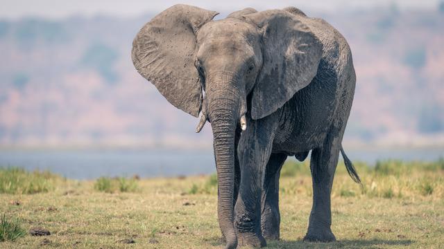 Fillerin kulakları neden büyüktür?