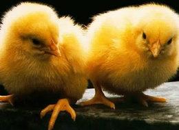 Cinsiyetini bilene ayda 13 bin TL maaş!