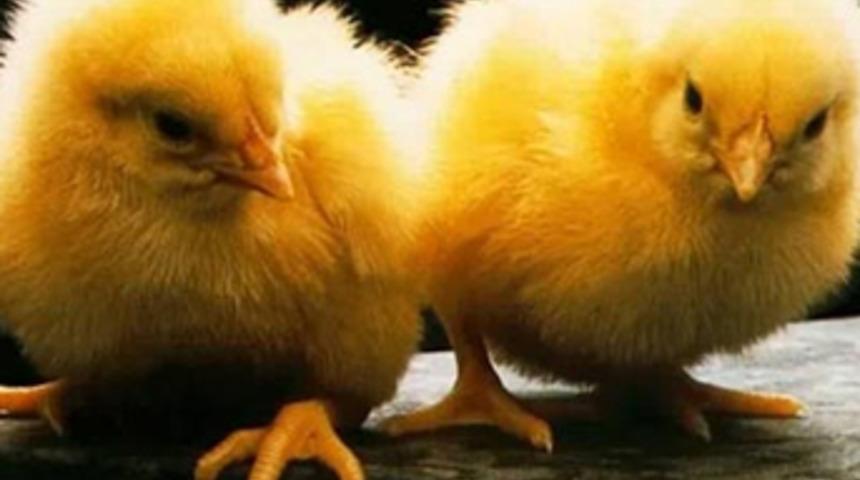 Cinsiyetini bilene ayda 13 bin TL maaş!