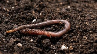 Yağmurdan sonra neden solucanlar çıkar?