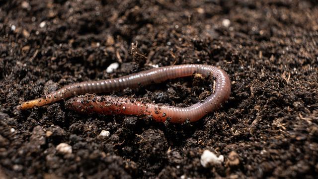 Yağmurdan sonra neden solucanlar çıkar?