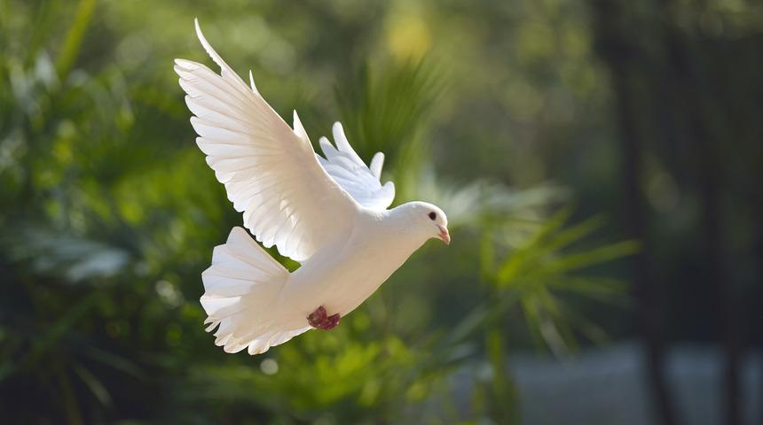 Eskiden olimpiyatlarda g&uuml;vercin u&ccedil;uruluyorken, neden artık u&ccedil;urulmuyor?