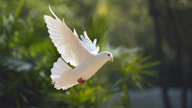 Eskiden olimpiyatlarda güvercin uçuruluyorken, neden artık uçurulmuyor?