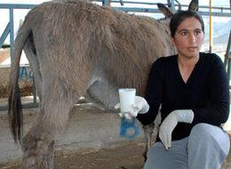 Fiyatı altınla yarışıyor!
