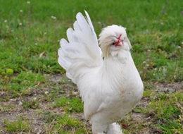 Otomobil fiyatına tavuk!