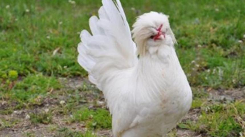 Otomobil fiyatına tavuk!