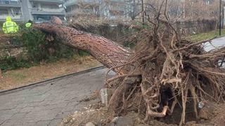 Salihli’yi fırtına vurdu, ağaçlar devrildi, çatılar uçtu