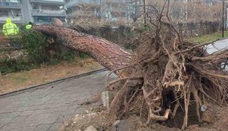 Salihli&rsquo;yi fırtına vurdu, ağa&ccedil;lar devrildi, &ccedil;atılar u&ccedil;tu
