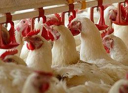 Kanatlı sektöründe ILT korkusu