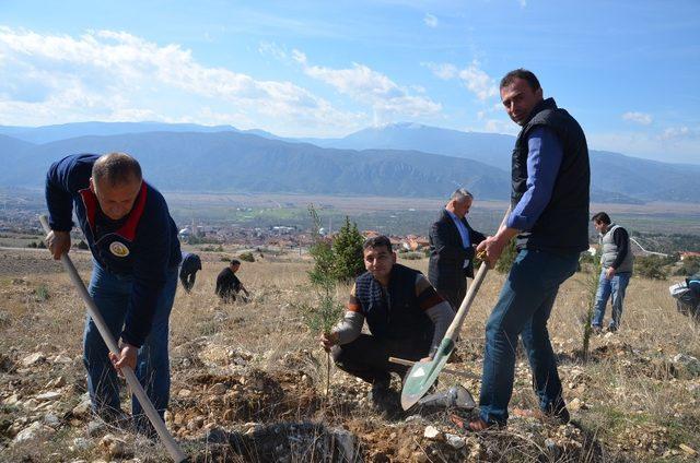 Kargı’da 250 Fidan toprakla buluşturuldu