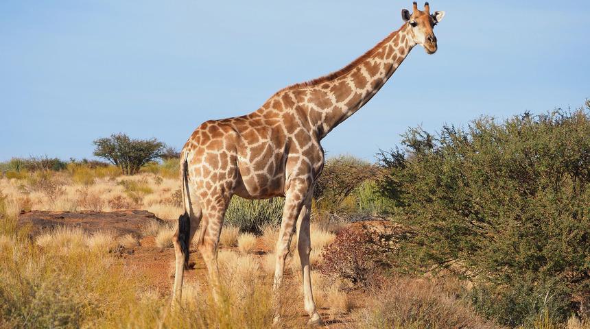 Z&uuml;rafaların dili neden mavidir?