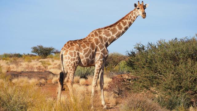 Zürafaların dili neden mavidir?