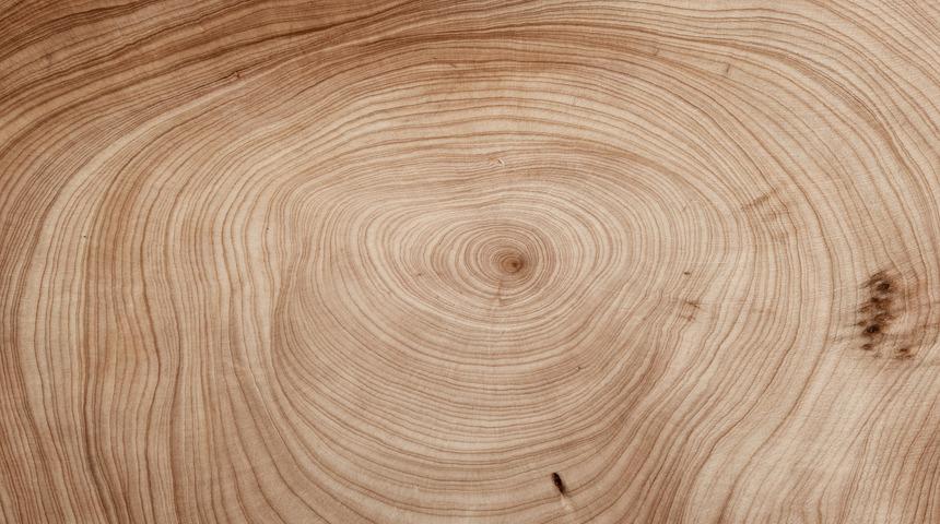 Ağa&ccedil;ların yaş halkaları nasıl oluşur?