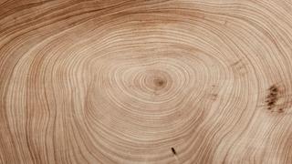 Ağaçların yaş halkaları nasıl oluşur?