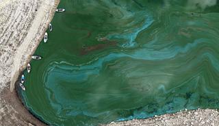 Suları &ccedil;ekilen Manisa'daki Demirk&ouml;pr&uuml; Barajı yosunla kaplandı