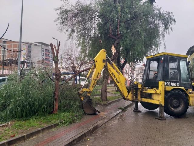 Nazilli Belediyesi’nden devrilen ağaçlara hızlı müdahale 1