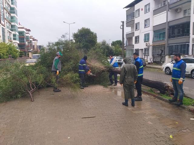 Nazilli Belediyesi’nden devrilen ağaçlara hızlı müdahale 2
