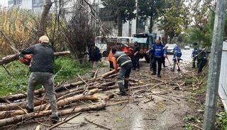 Nazilli Belediyesi&rsquo;nden devrilen ağa&ccedil;lara hızlı m&uuml;dahale