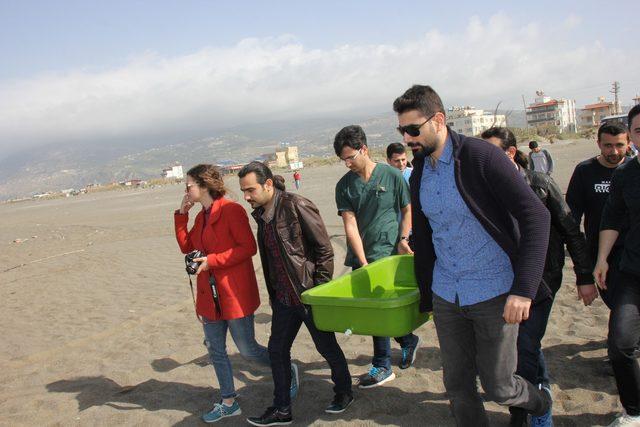 Tedavisi tamamlanan kaplumbağa 'Zeytin' denizle buluştu