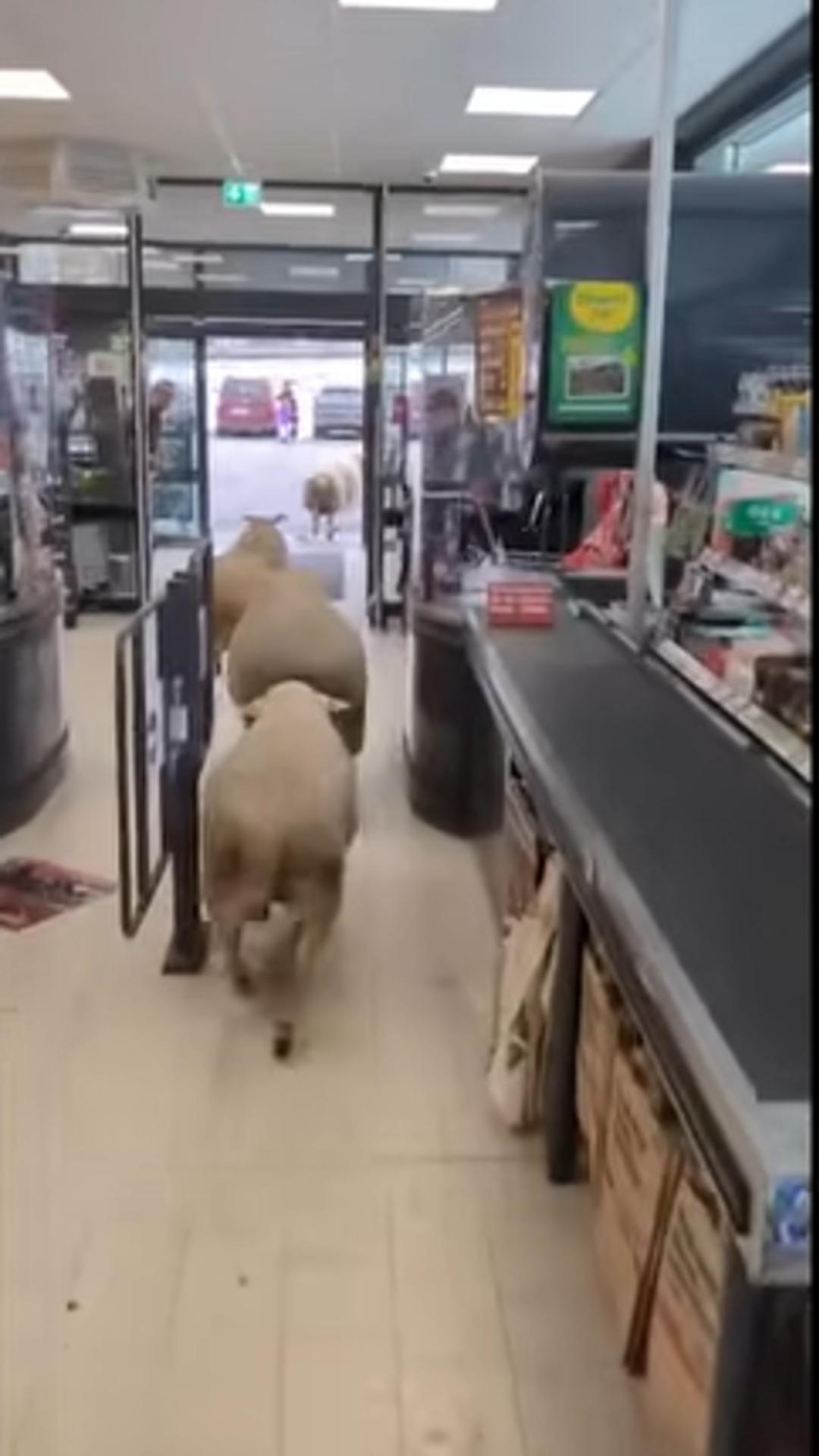 S&uuml;r&uuml;den ayrılan 50 koyun marketi bastı! Bazı m&uuml;şteriler korkudan ka&ccedil;tı 2