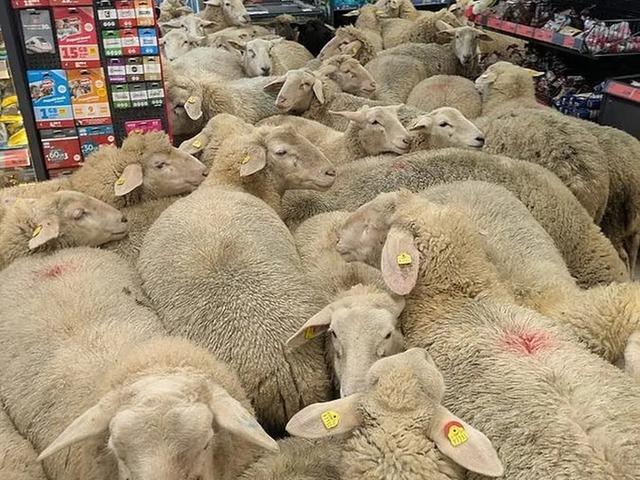 Şaşırtan olay! S&uuml;r&uuml;den ayrılan 50 koyun marketi bastı!