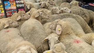 Sürüden ayrılan 50 koyun marketi bastı! Bazı müşteriler korkudan kaçtı