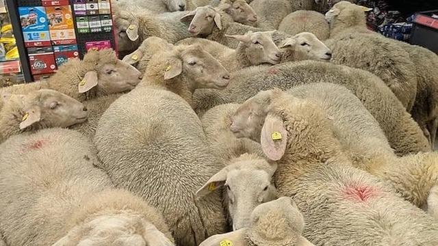 Sürüden ayrılan 50 koyun marketi bastı! Bazı müşteriler korkudan kaçtı