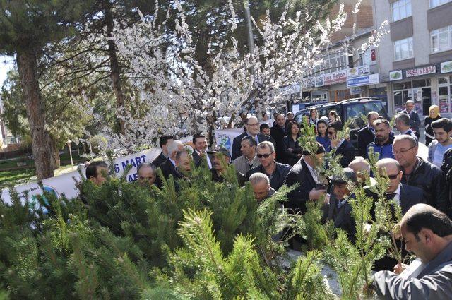 Suşehri’nde çam fidanı dağıtıldı