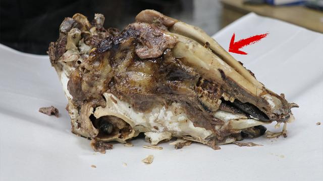 Enerji ve şifa kaynağı: Ürkütücü görüntüsüne rağmen afiyetle tüketiliyor!