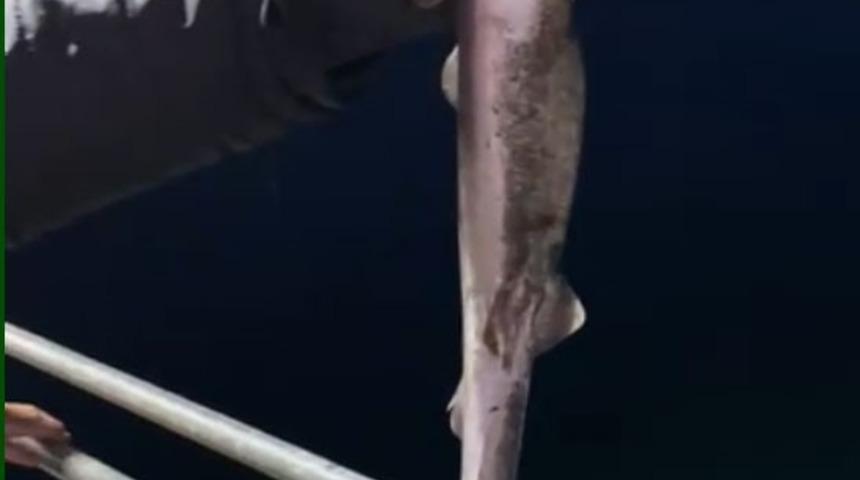 K&ouml;pekbalıkları Karadeniz'de ağlardan sonra balık&ccedil;ıların oltalarına da takılmaya başladı