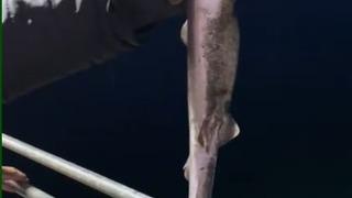 Köpekbalıkları Karadeniz'de ağlardan sonra balıkçıların oltalarına da takılmaya başladı