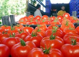 25 ton domatesi Türkiye'ye geri gönderdi